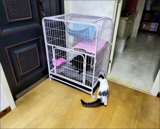 猫狗窝