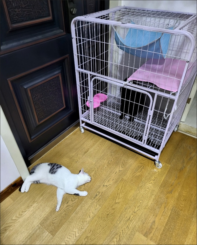 猫狗窝