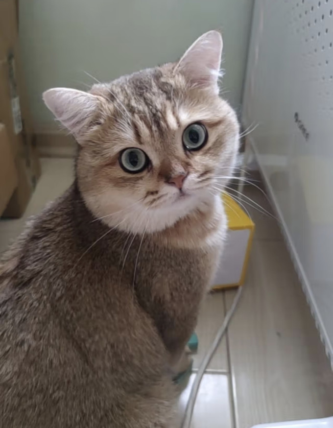 网易天成猫咪干粮