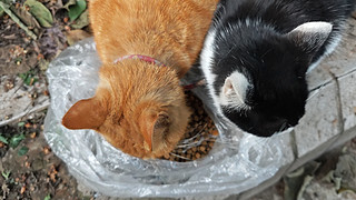 橘猫果然是占饭大王！