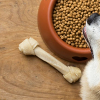 家有萌宠，狗狗的饮食科学——从狗粮到零食，一站式喂养指南