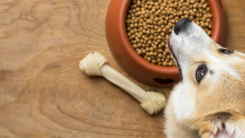 家有萌宠，狗狗的饮食科学——从狗粮到零食，一站式喂养指南