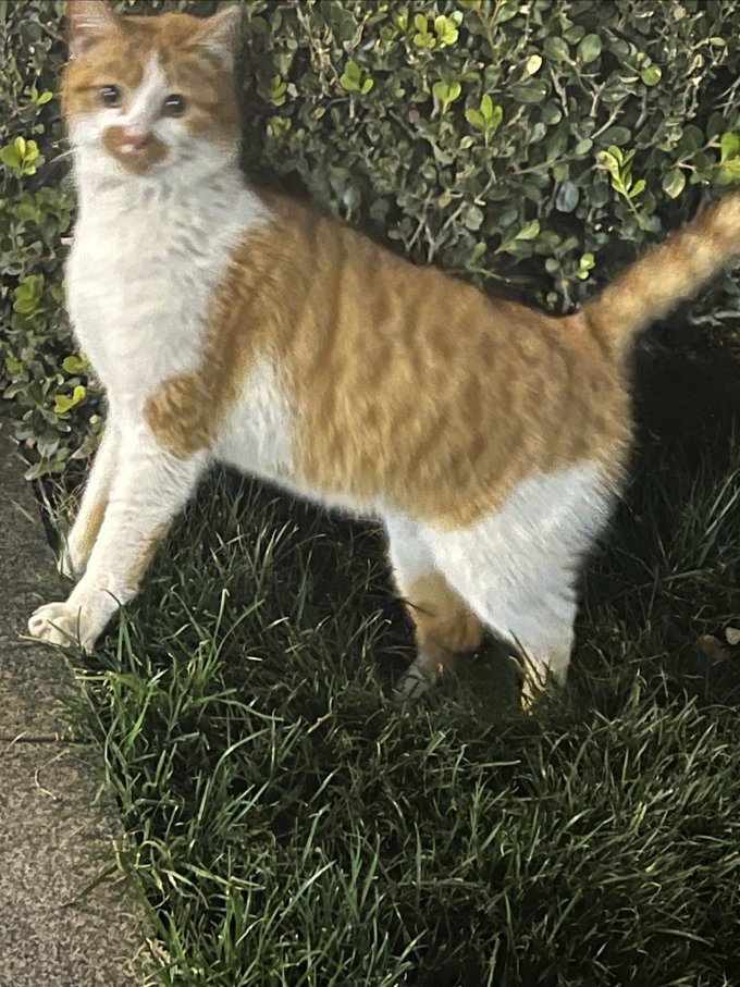 猫咪