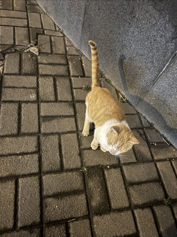 猫咪