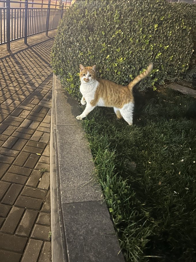 猫咪