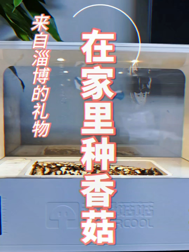 在家就能种香菇