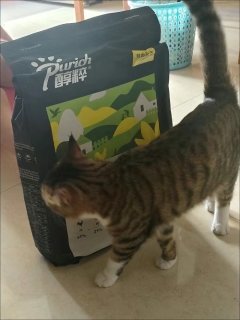 醇粹牌全价鲜肉猫粮