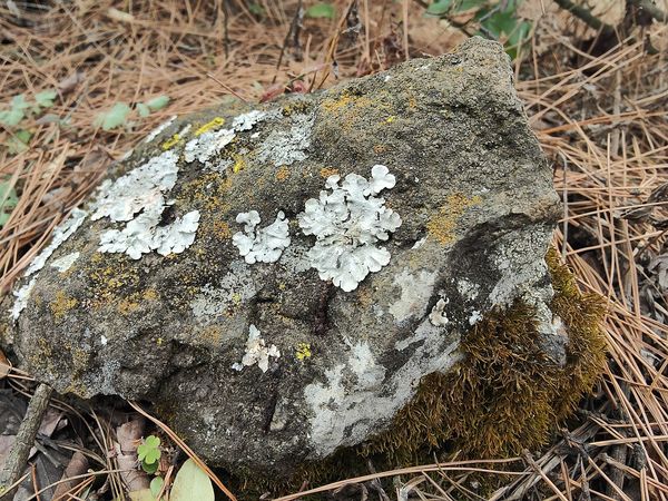 春节出行哪里去？我到大自然去，因为野采乐趣多
