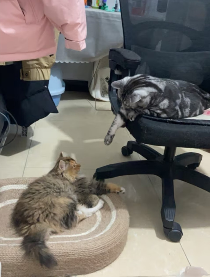 味当家猫咪零食罐/妙鲜包
