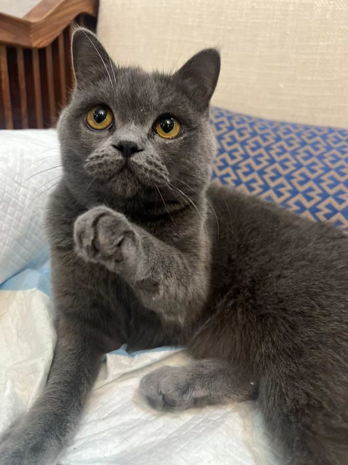 猫零食