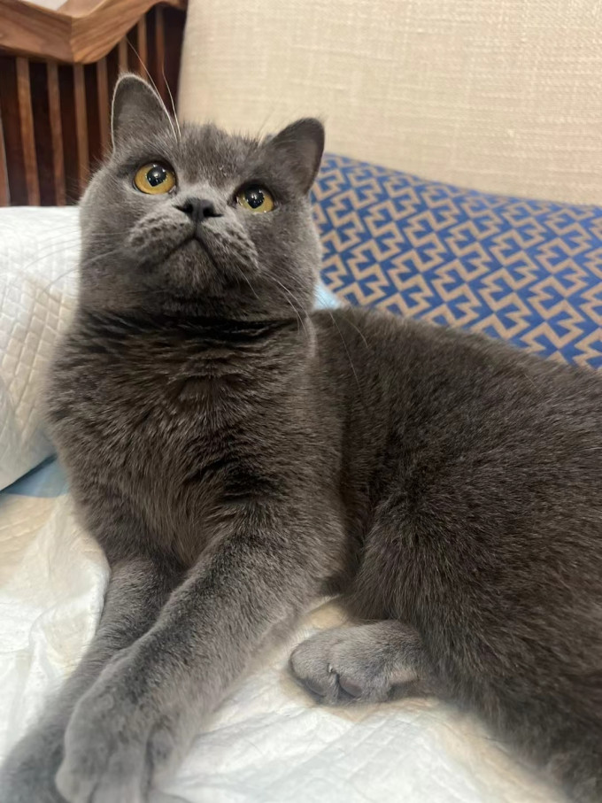 猫零食