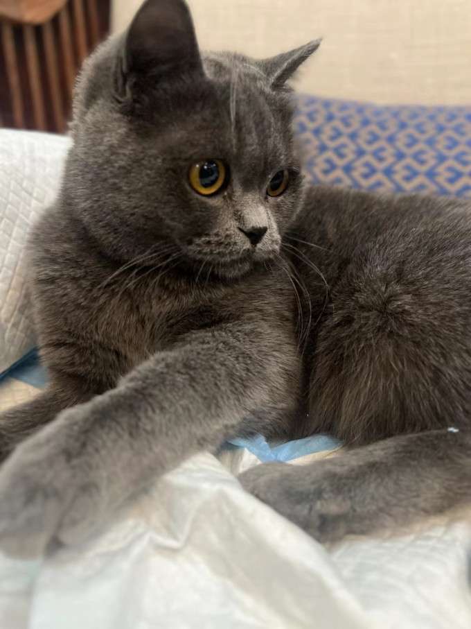 猫零食