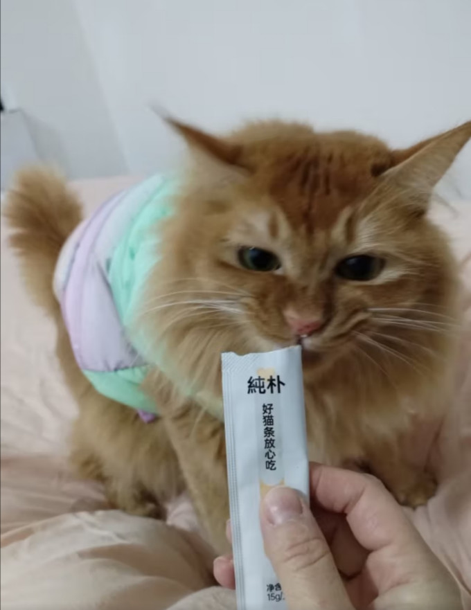 阿飞和巴弟猫零食