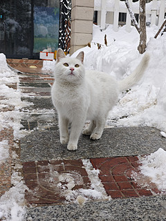 下雪天看看猫吧