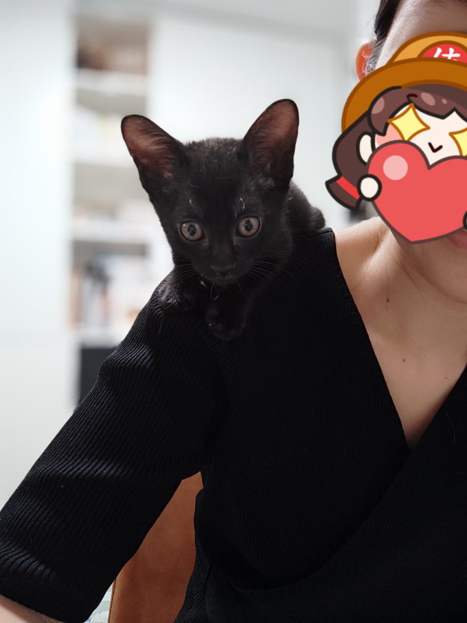 滋益巅峰猫咪湿粮/罐头