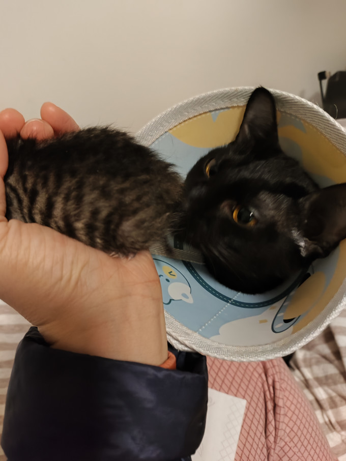 滋益巅峰猫咪湿粮/罐头