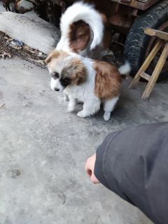 挑战用三块鸡胸肉征服和我不熟的狗