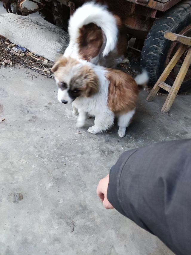 挑战用三块鸡胸肉征服和我不熟的狗