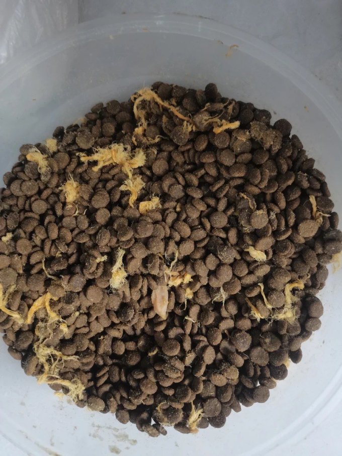 网易天成狗狗干粮