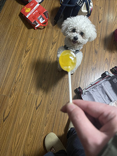 过年了，狗狗也喜欢吃棒棒糖