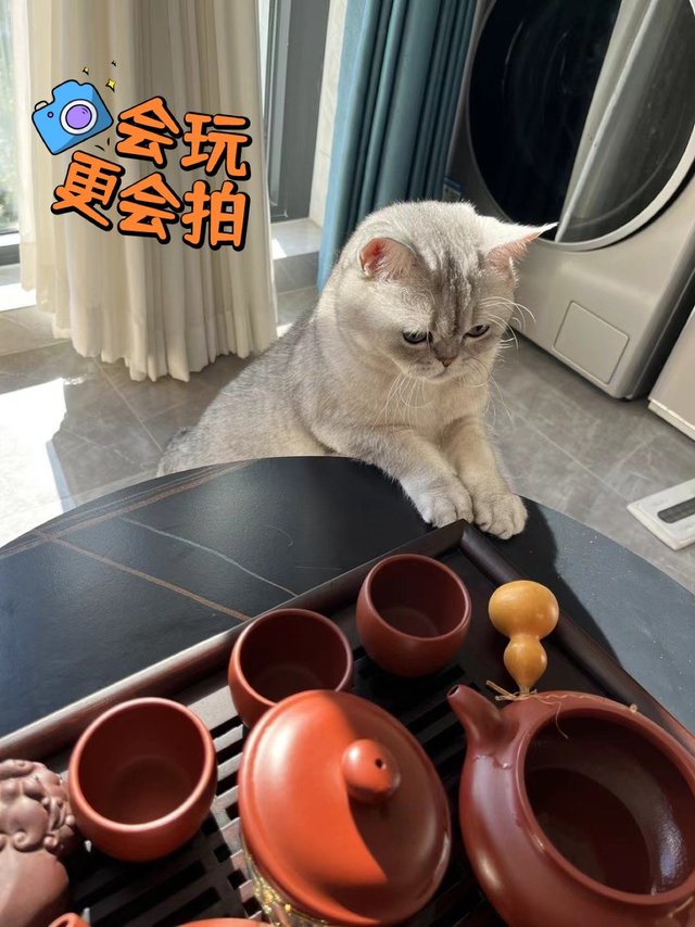 小馒头也喜欢宜兴紫砂壶