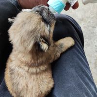 家里的小土狗差点饿死了