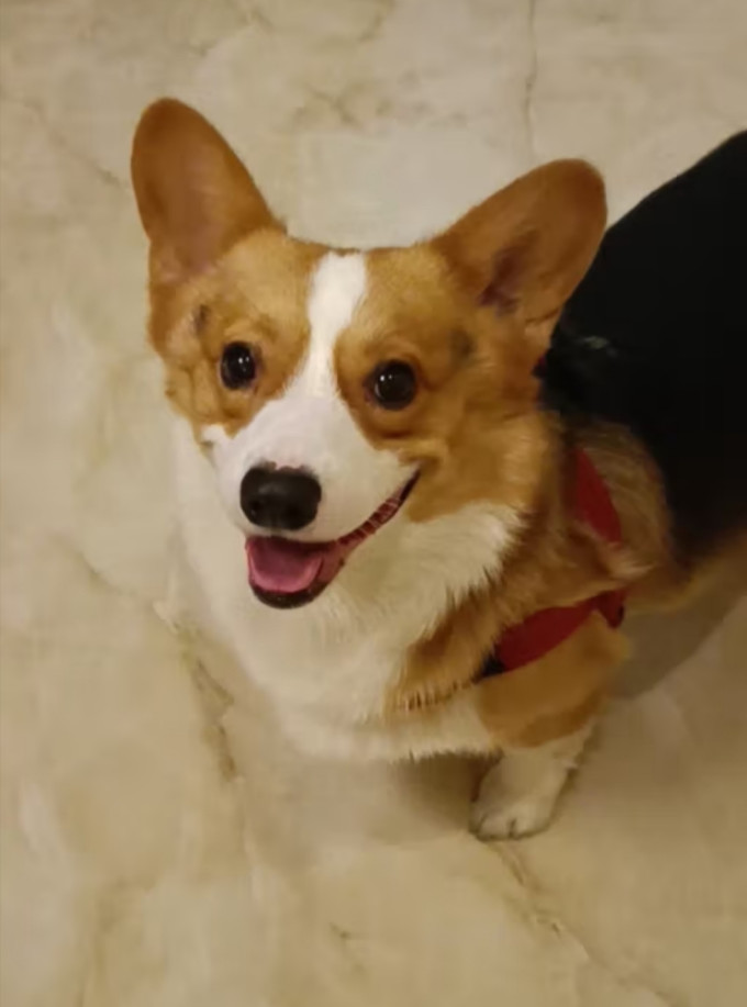 狗狗零食