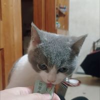 猫条，让猫咪欲罢不能的美味！
