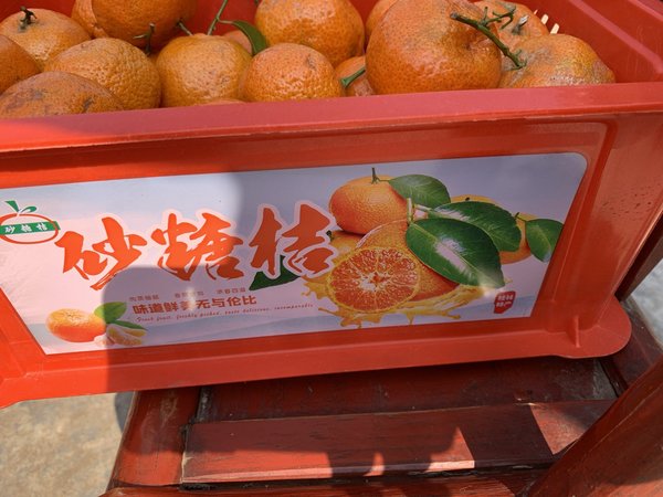 吃上这口砂糖橘就知道过年了