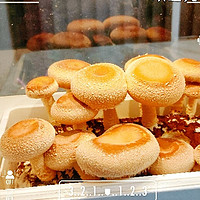 体验超级菇菇生态箱带来的科技种植的乐趣