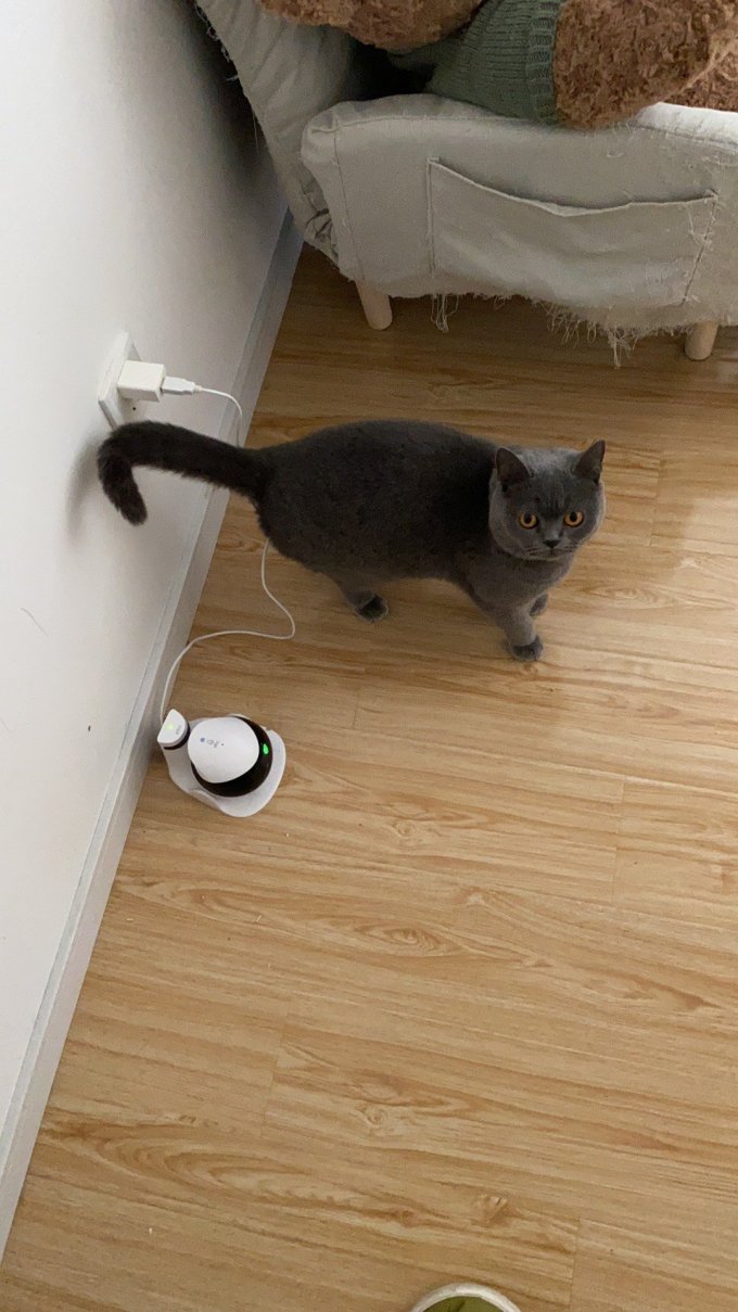 里兜猫砂
