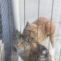 这么漂亮的三花猫猫，咋就斗鸡眼了呢？