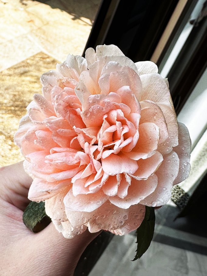 芝霖鲜花绿植