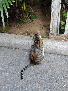 公园里的猫猫们也吃得油光水滑的～