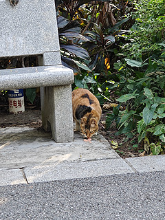 公园里的猫猫们也吃得油光水滑的～