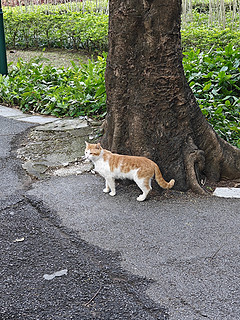 公园里的猫猫们也吃得油光水滑的～