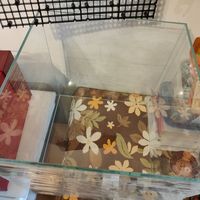 玩苔藓缸上瘾了,又买了一个缸,准备过年期间玩起来