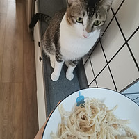 猫猫们静静鸡把鸡胸肉吃光