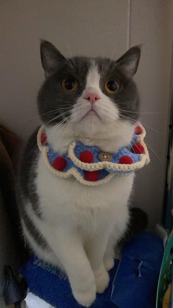 猫咪干粮
