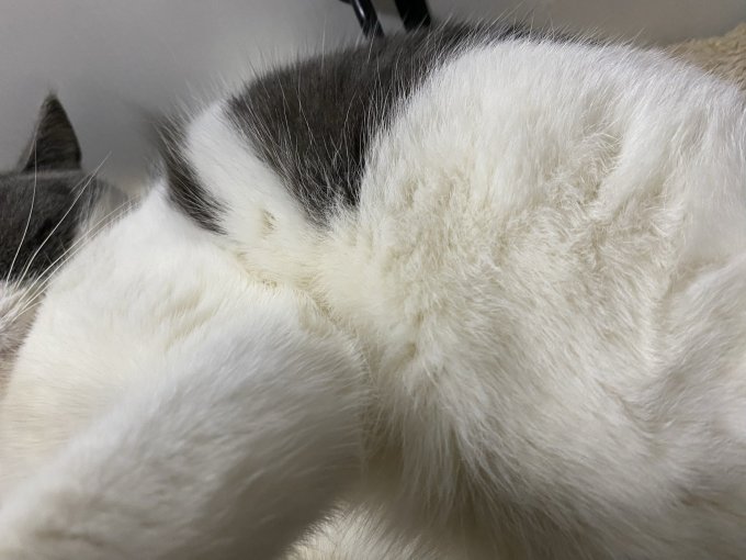 猫咪干粮