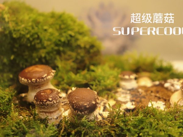 超级蘑菇！家里就能种蘑菇