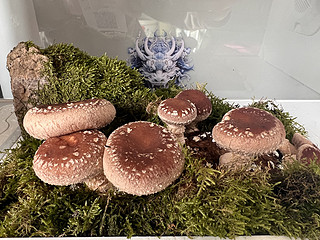 超级蘑菇！家里就能种蘑菇