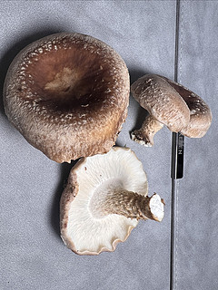 超级蘑菇！家里就能种蘑菇