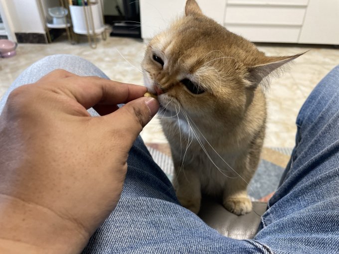 网易严选猫咪湿粮/罐头