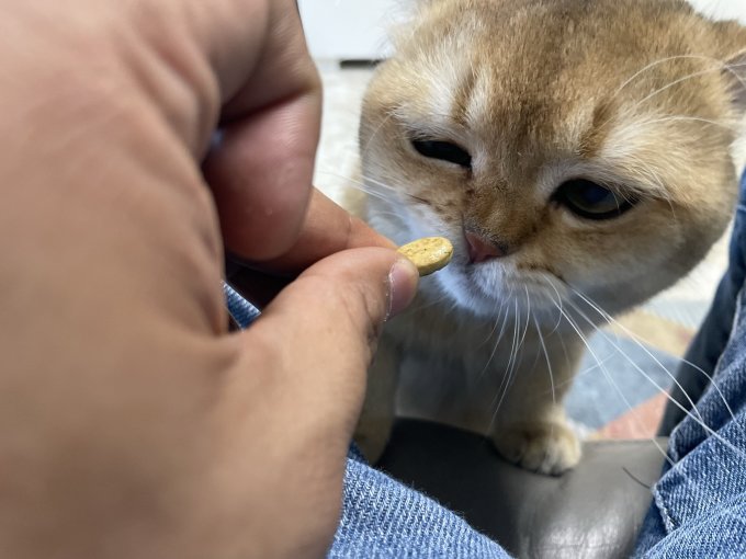 网易严选猫咪湿粮/罐头