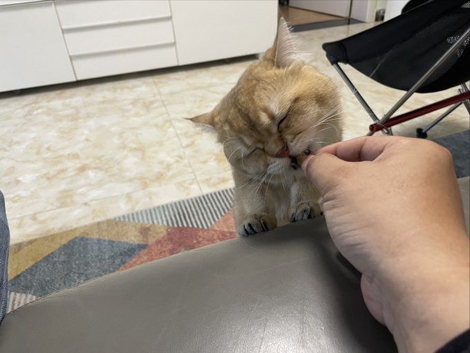 网易严选猫咪湿粮/罐头