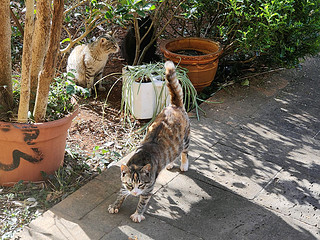 悠闲自在的猫咪，楼下的流浪猫也一样悠闲