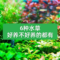 鱼缸养水草的好处多，这6种水草，好养的和不好养的都有了