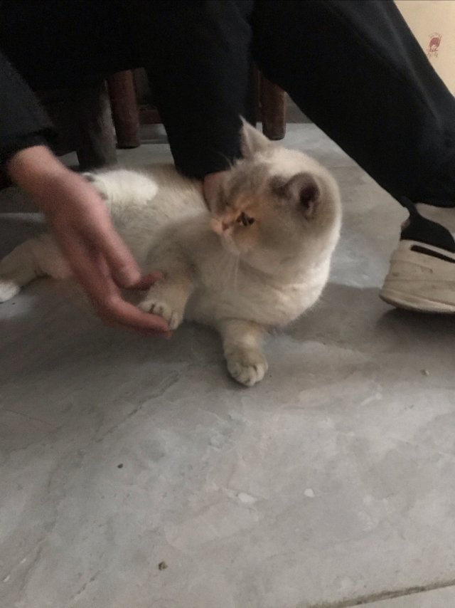 几个月不见这宠物包快装不下了