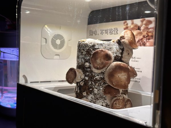 看着小蘑菇一点点长大，很有趣